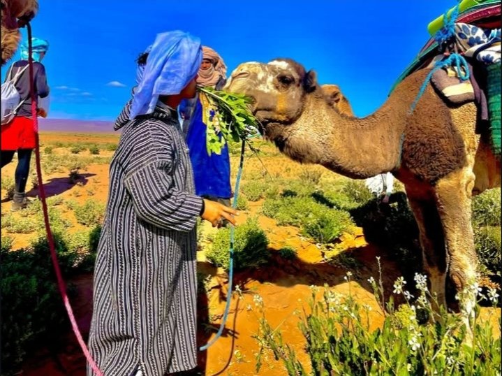 desert foum zguid